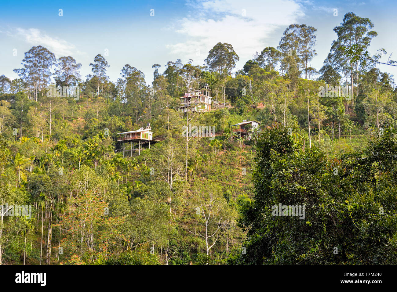 Maisons dans la forêt Banque D'Images