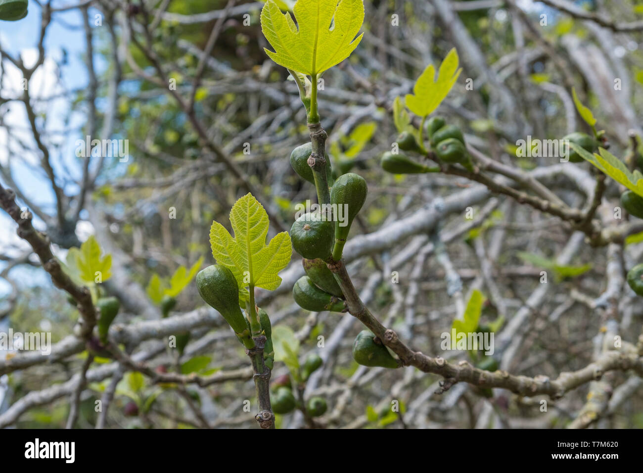 Les jeunes verts figs croissant sur Ficus carica ou figues commun arbre qui fait partie de la famille de mûrier Banque D'Images