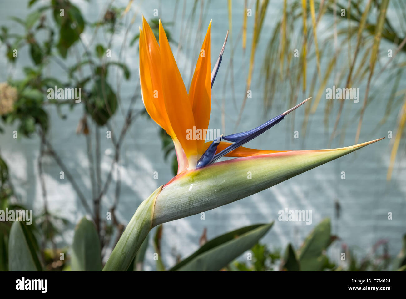 Strelitzia Oiseau de Paradis plante en fleur Banque D'Images
