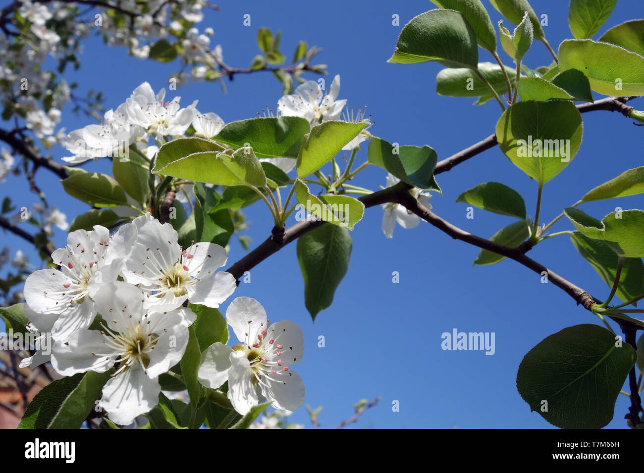 Avril libre avec apple fleurs qui nous inspirent tous les printemps Banque D'Images