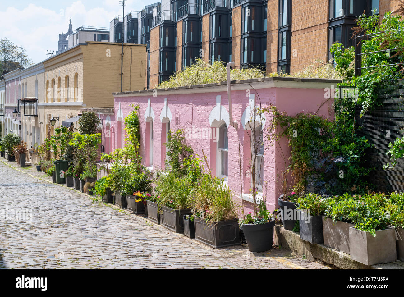 Peint en rose chambre d'arbustes en jardinières. Ennismore Gardens Mews, South Kensington, Kensington & Chelsea, London. L'Angleterre Banque D'Images