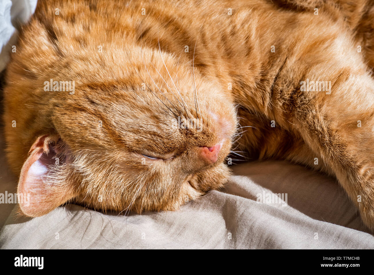 A proximité des grands, dormir, orange cat Banque D'Images