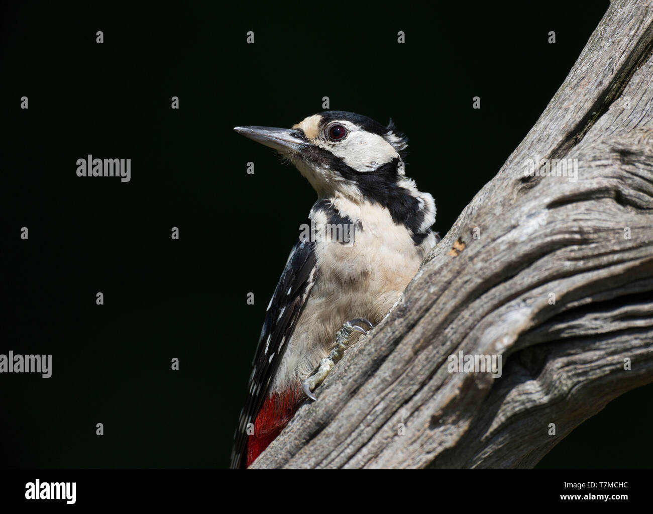 Pic mineur, Dendrocopos major, sur une branche, West Grinstead, Horsham, Sussex de l'Ouest Banque D'Images