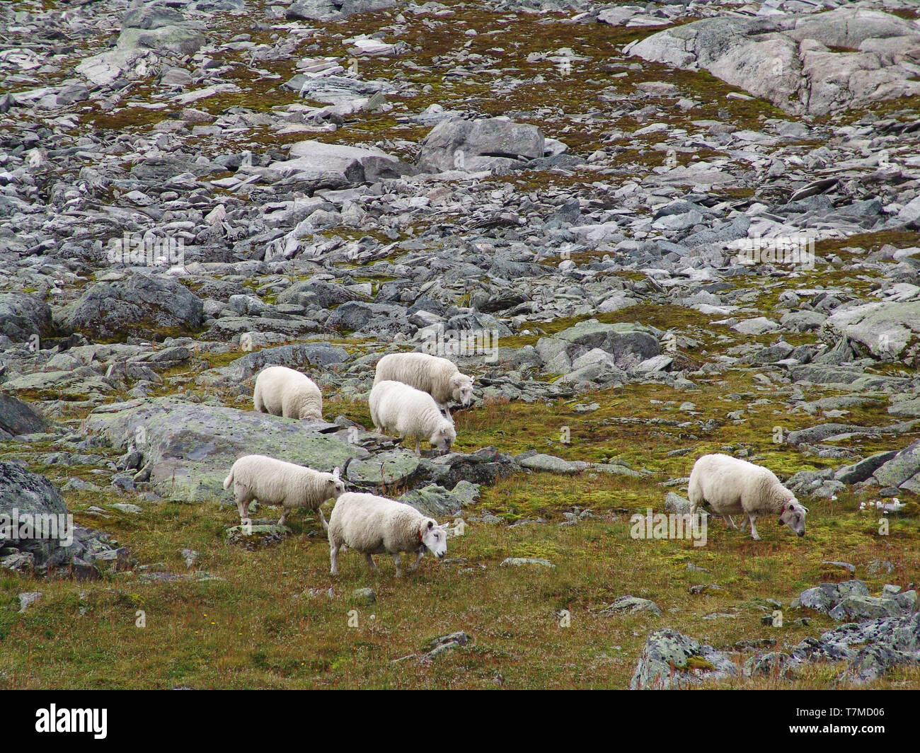 Six moutons dans jotunheimen / Norvège Banque D'Images