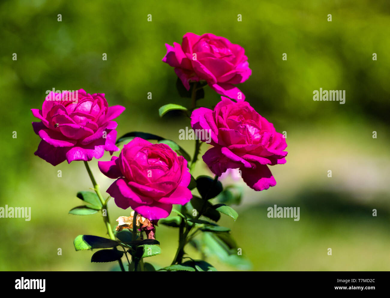 Fleurs rose pourpre. La nature. close up, selective focus Banque D'Images