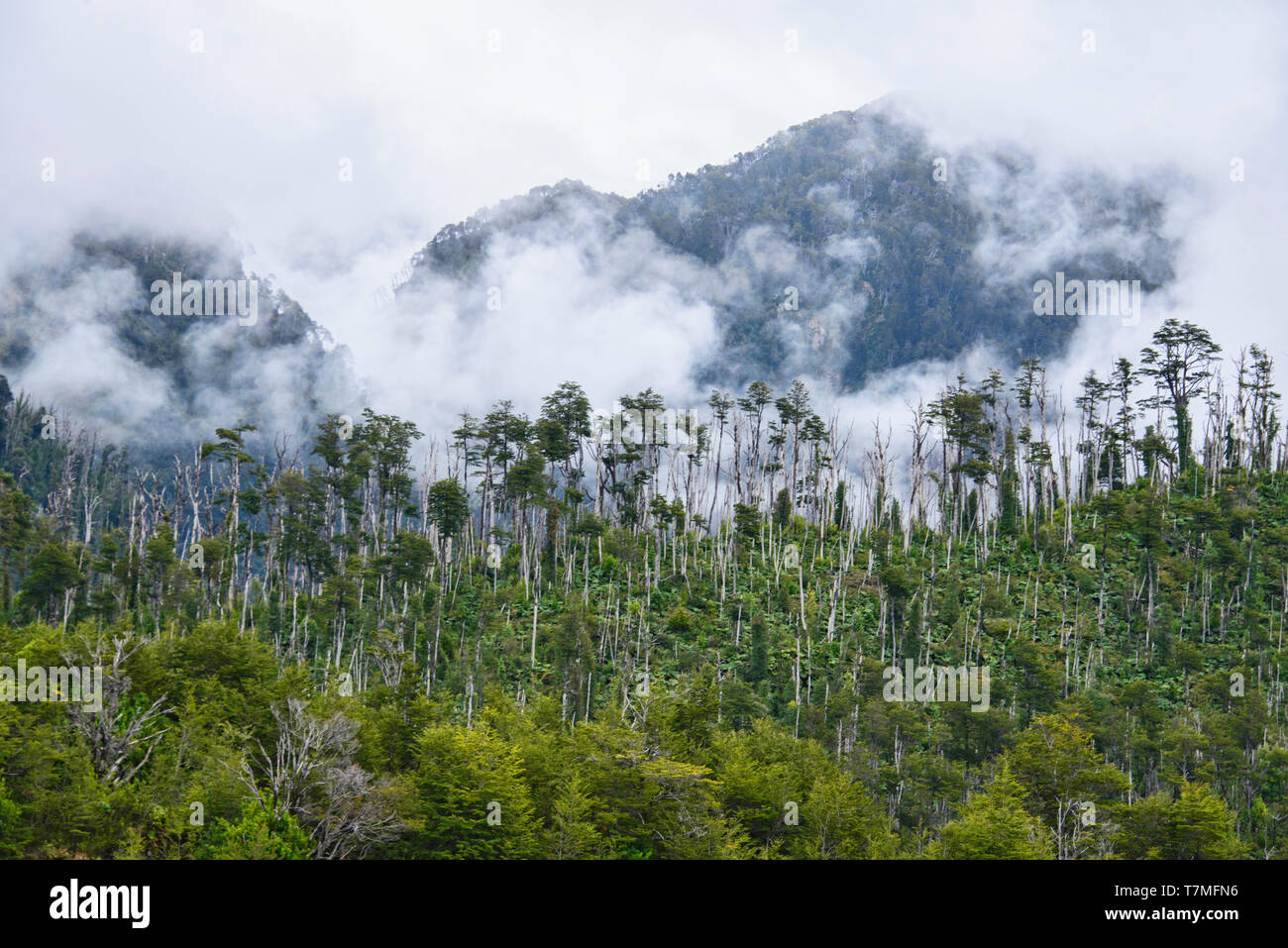 Lenga (sud) forêt de hêtre, Parc National Pumalin, Patagonie, Région de los Lagos, Chile Banque D'Images
