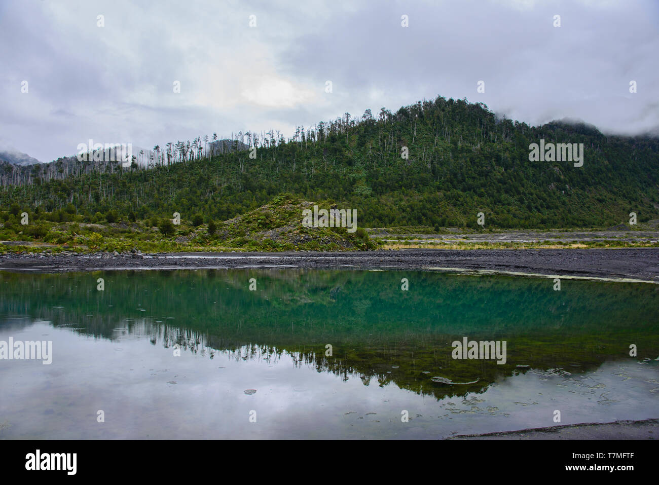 Lenga (sud) forêt de hêtre, Parc National Pumalin, Patagonie, Région de los Lagos, Chile Banque D'Images