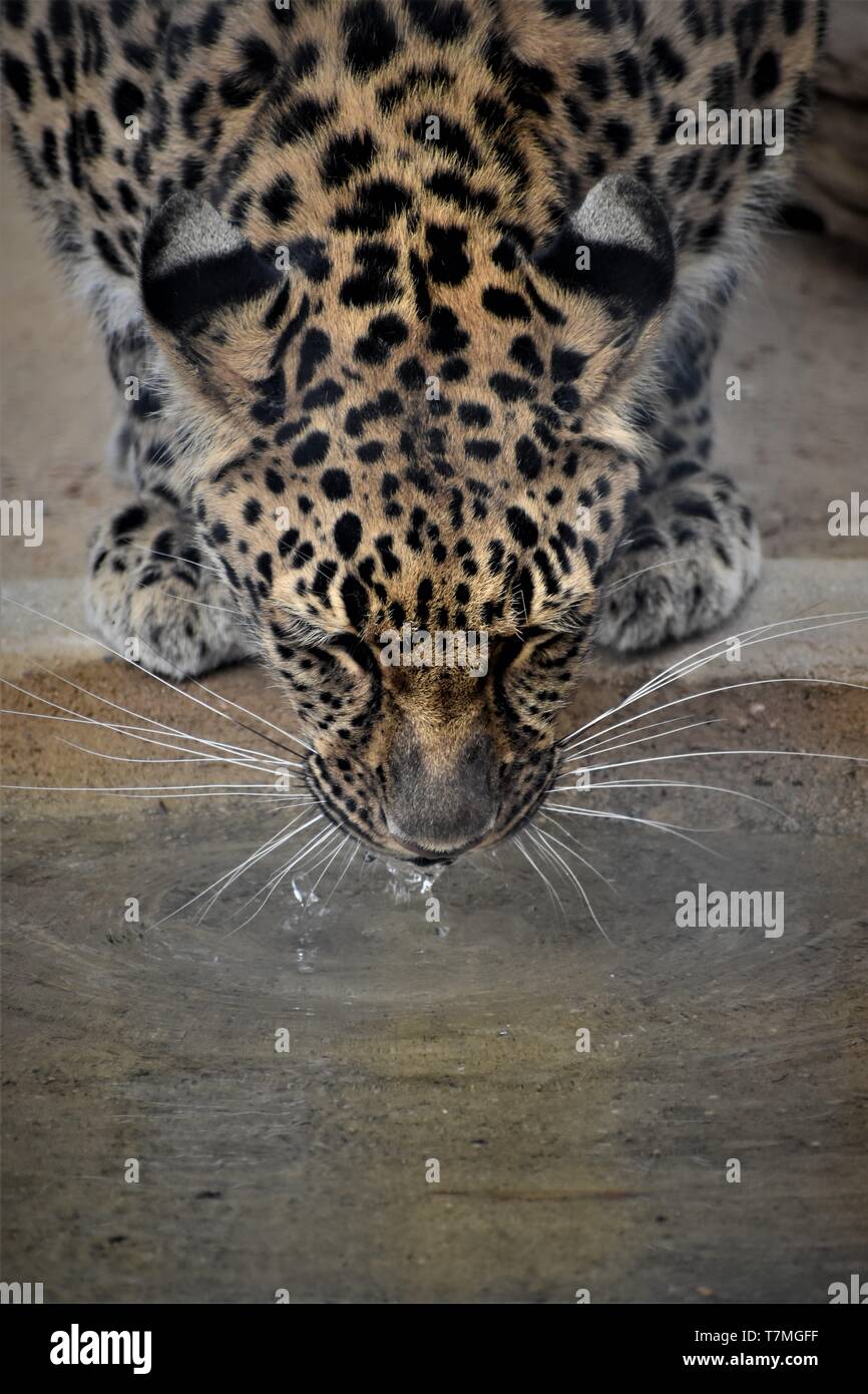 Amur Leopard Banque D'Images