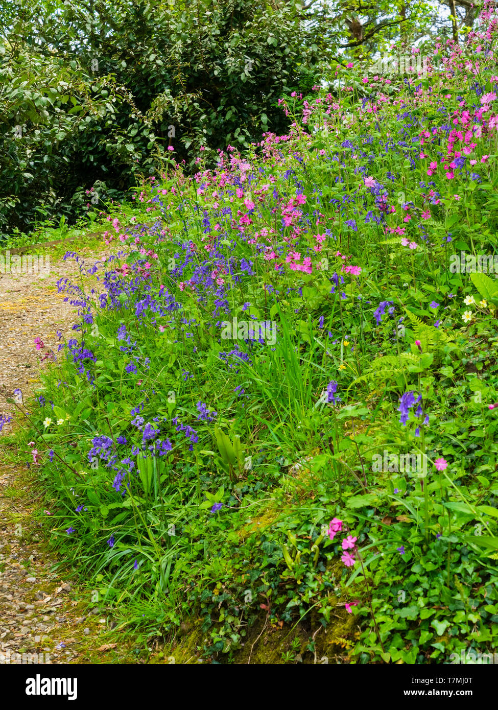 Fleurs sauvages, principalement des jacinthes, Hyacinthus non-scriptus, et red campion, Silene dioica, sur une banque forestiers Devon Banque D'Images