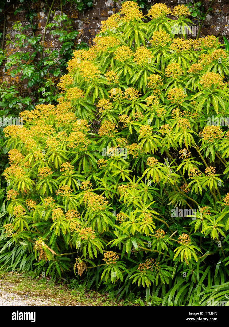 Les fleurs de printemps brun s'asseoir au-dessus du feuillage ornemental de l'evergreen, Euphorbia mellifera bush miel Banque D'Images