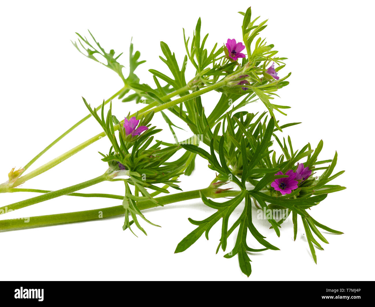 Fleurs roses et feuillage disséqué du Royaume-Uni de fleurs sauvages annuelles, Geranium dissectum, sur un fond blanc Banque D'Images