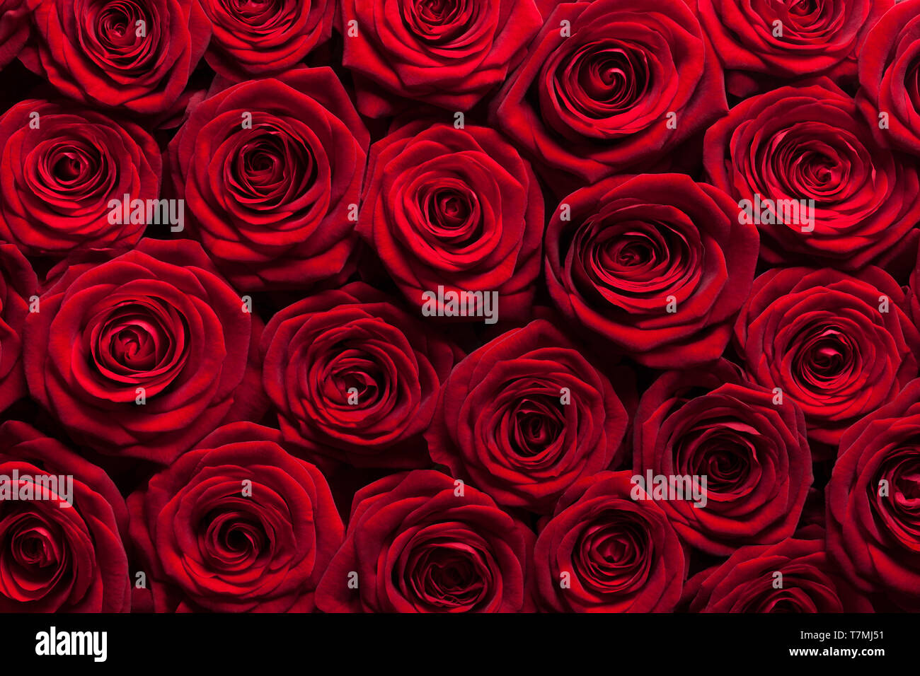 Arrière-plan de roses rouges Banque D'Images