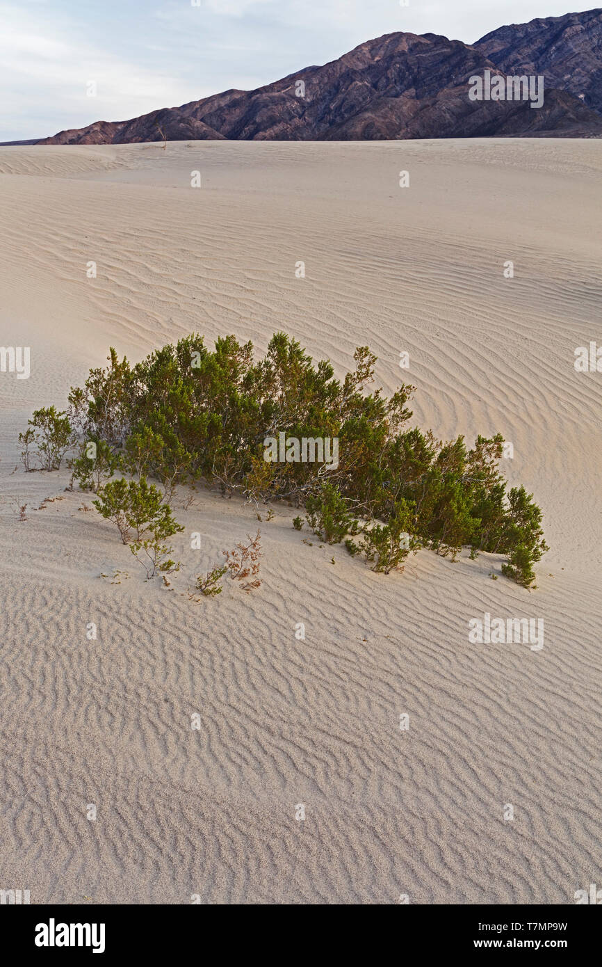 La créosote et Tucki Banque D'Images