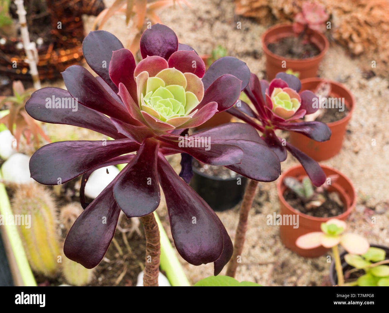 Aeouim arborerum ou rose noire plante succulente à l'intérieur avec la lumière du jour Banque D'Images