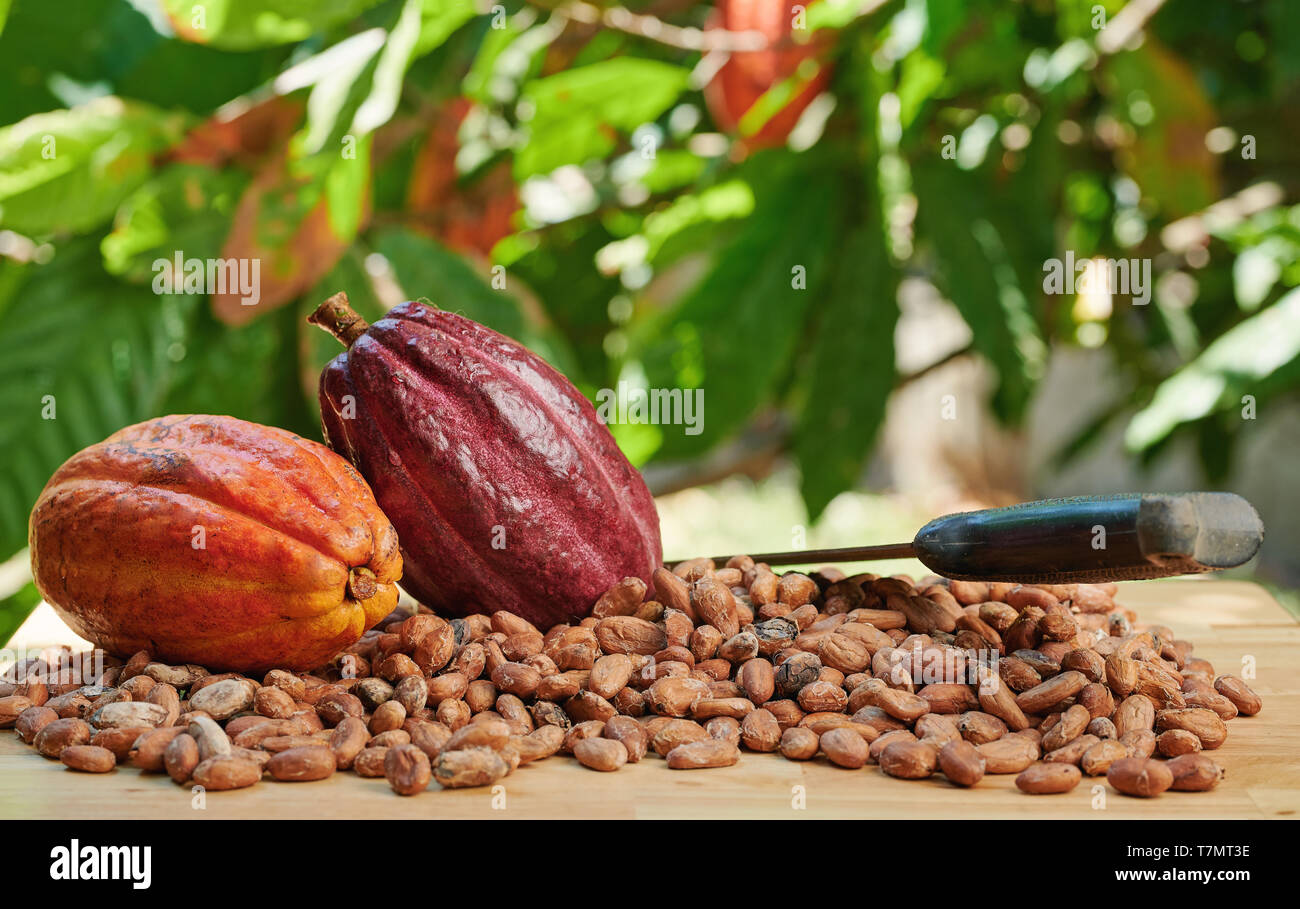 Close up de machette avec les cabosses de cacao était sur table en bois Banque D'Images