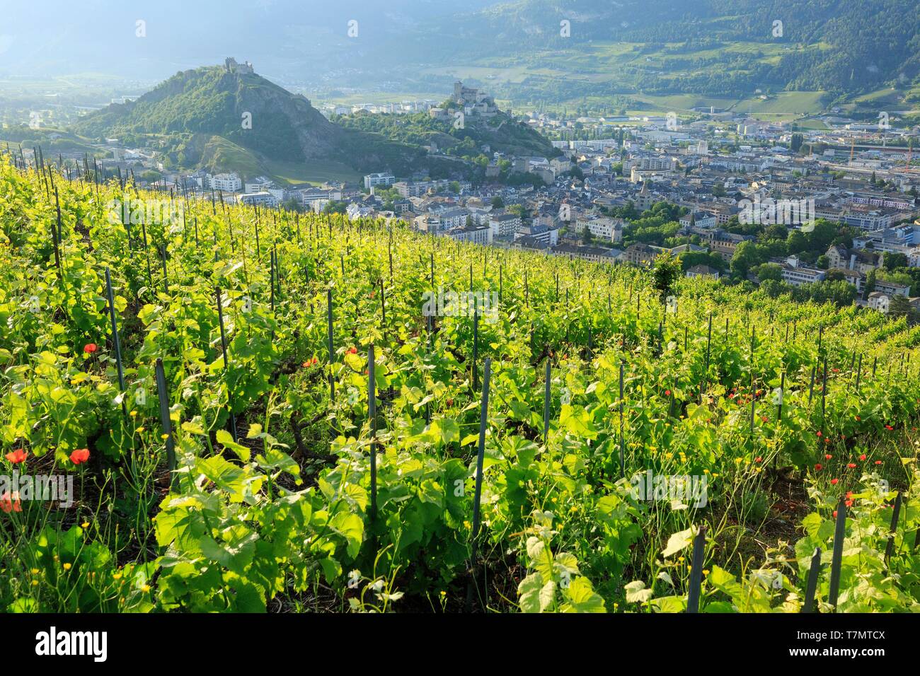 La Suisse, canton du Valais, Sion, Château de Tourbillon (13ème) sur la colline sur la gauche et la Basilique Notre Dame de Valère (13ème) sur la colline sur la droite, vignoble du Valais Banque D'Images