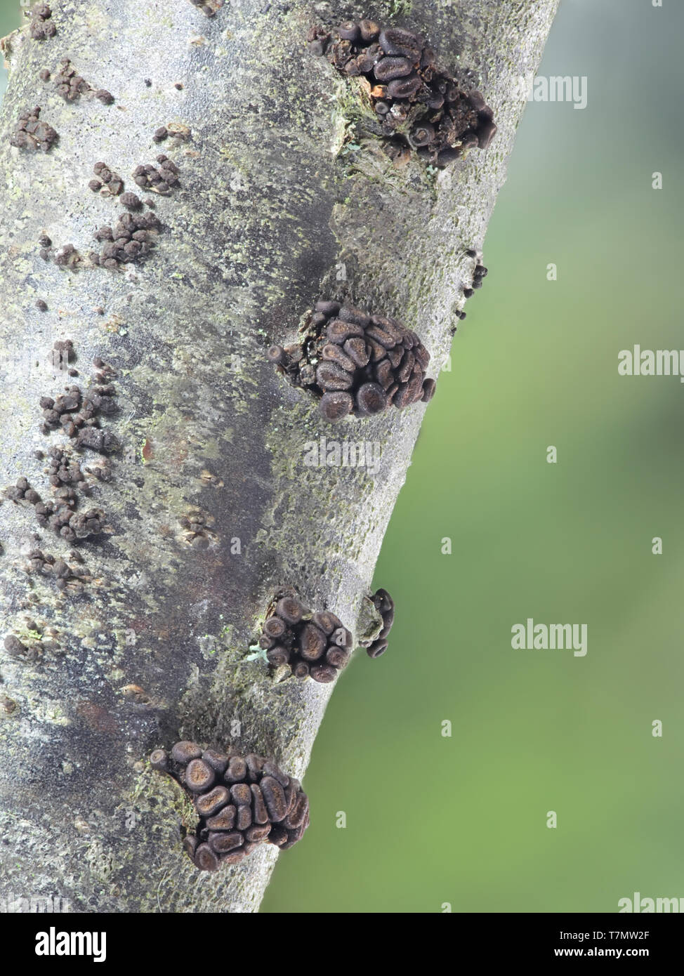 Chancre de curriculture, Pleonectria berolinensis, un champignon de printemps précoce qui pousse sur le groseille, Ribes rubrum Banque D'Images