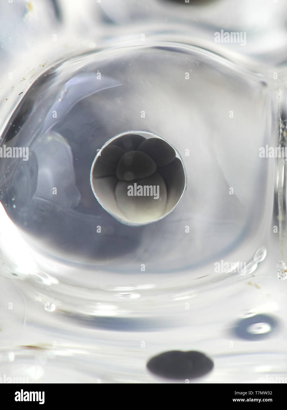 La division cellulaire de frai de grenouille Banque D'Images