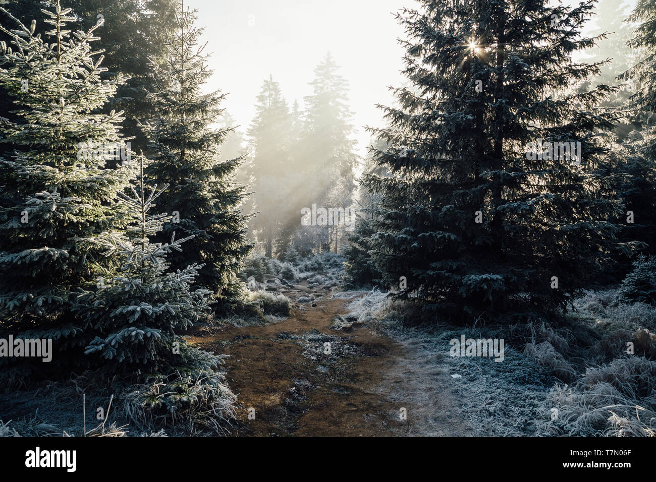 La lumière du matin dans la forêt. Les rayons du soleil pénétrer la forêt gelée dans le parc national de Harz Banque D'Images