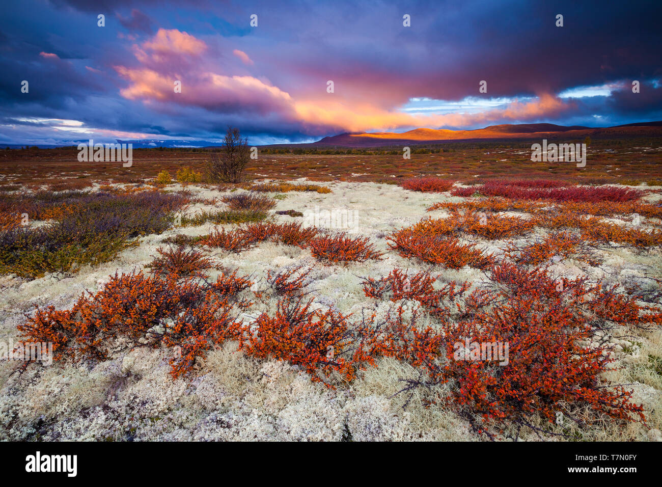 Magnifiques couleurs d'automne dans la lumière du matin à la réserve naturelle de Fokstumyra à Dovre, Norvège. Banque D'Images