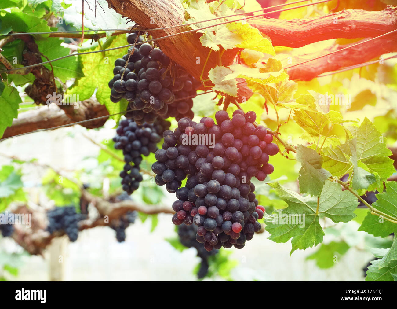 Grappe de raisins dans le vignoble. Banque D'Images