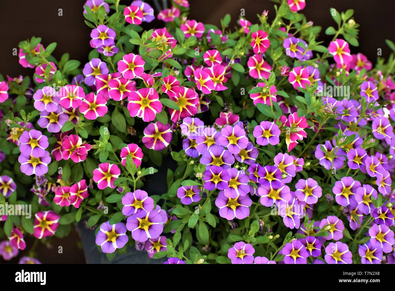 Pendaison de fleurs Banque D'Images