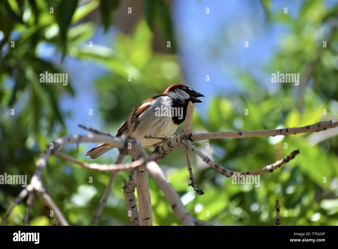 Chestnut-Backed Chickadee Banque D'Images