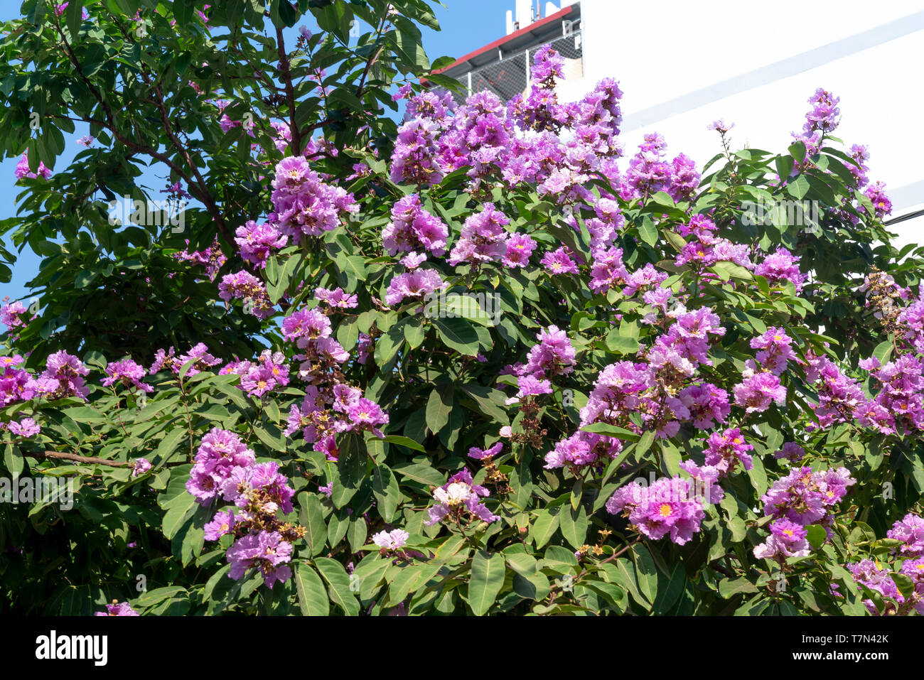 Lagerstroemia speciosa ou imprimeur de la fleur arbre dans la nature en plein air Banque D'Images