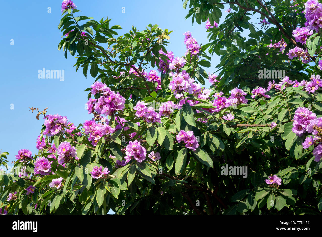 Lagerstroemia speciosa ou imprimeur de la fleur arbre dans la nature en plein air Banque D'Images