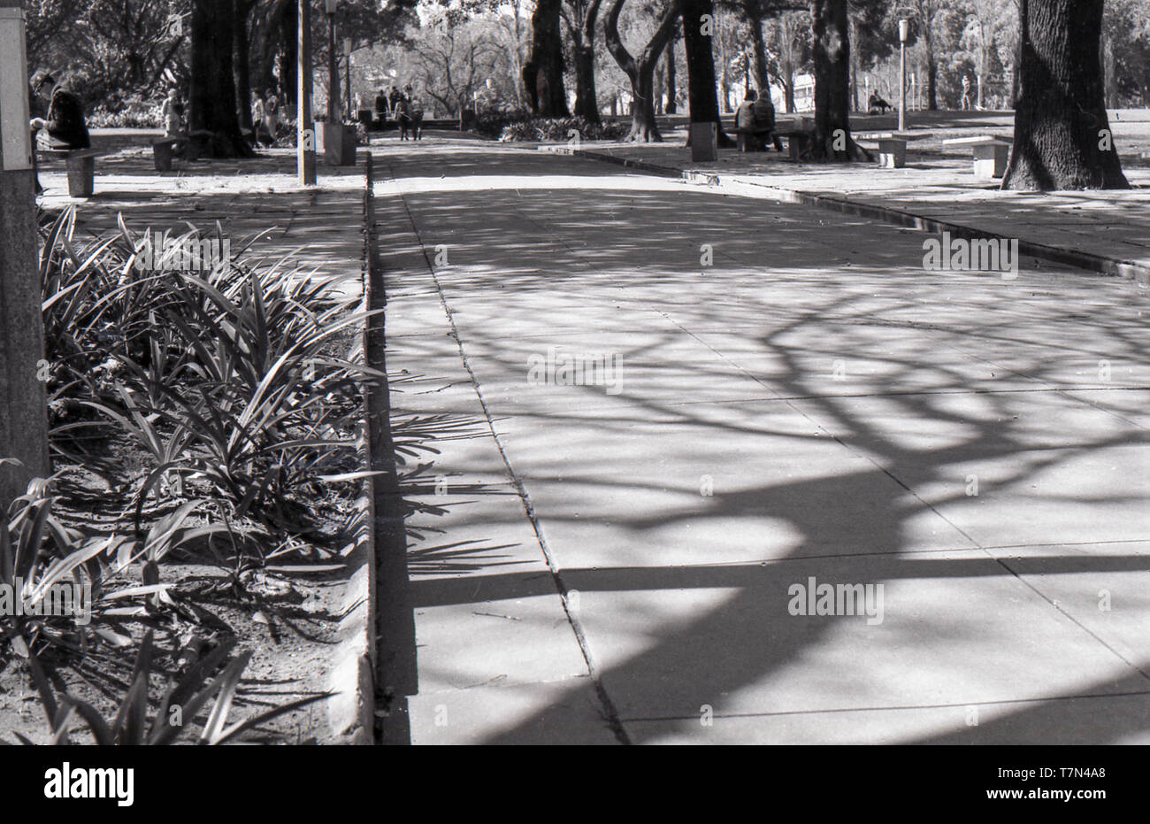 1977 Sydney Australie : l'ombre de grands arbres forment des modèles intéressants sur la voie centrale qui divise l'Est et l'ouest de Sydney, le centre de Hyde Park. Hyde Park est souvent désigné comme les poumons du CBD de Sydney Banque D'Images