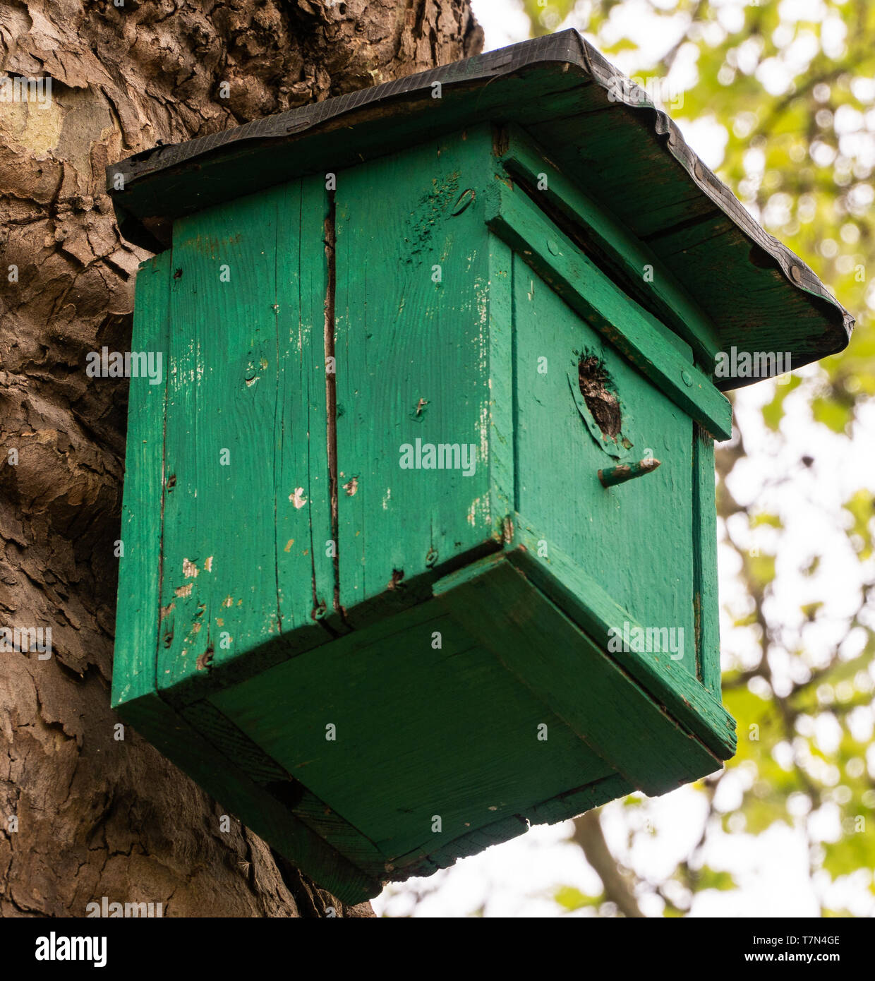 Maison d'oiseau sur l'arbre. D'ALIMENTATION. La nature dans la ville. Banque D'Images