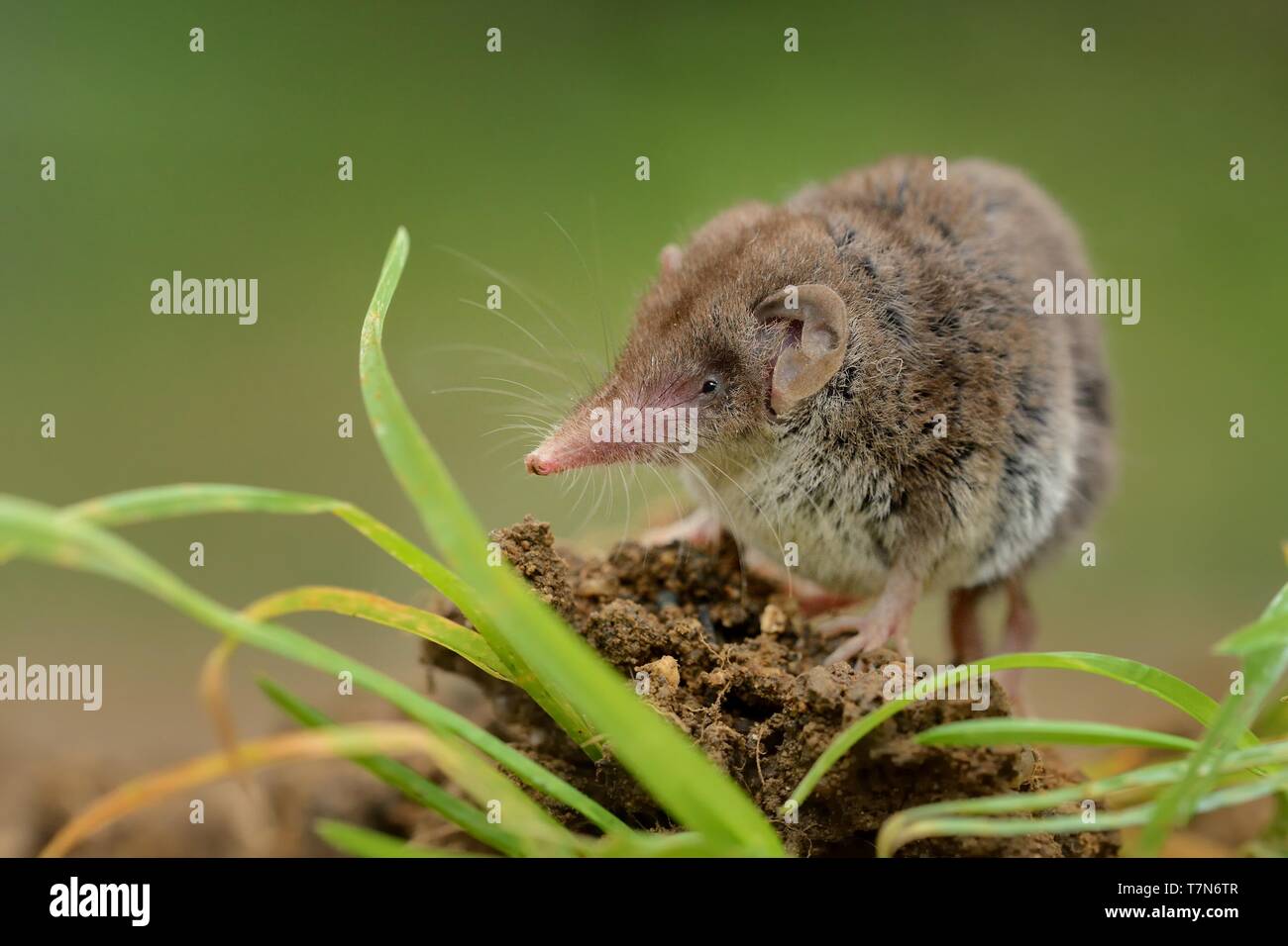 Musaraigne De Jardin Banque D Image Et Photos Alamy
