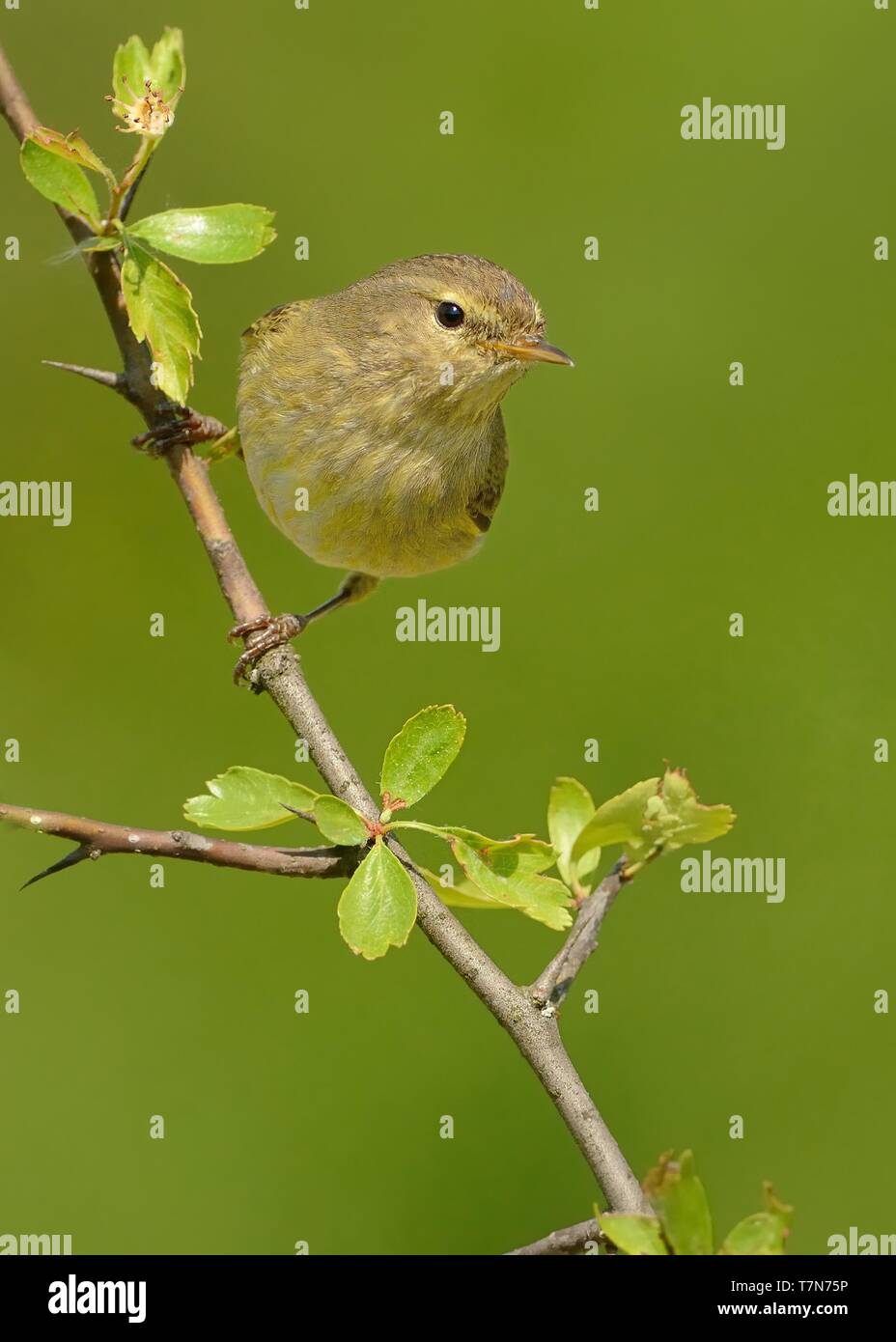 Grosbec casse-noyaux (Phylloscopus collybita) assis sur la branche de printemps, vert isolés portrait Banque D'Images