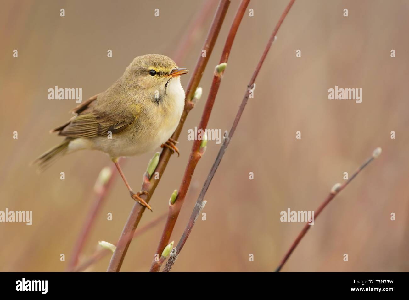 Willow Warbler (Phylloscopus trochilus) assis sur le saule. Petit passereau de broussailles. La lumière du printemps. Banque D'Images