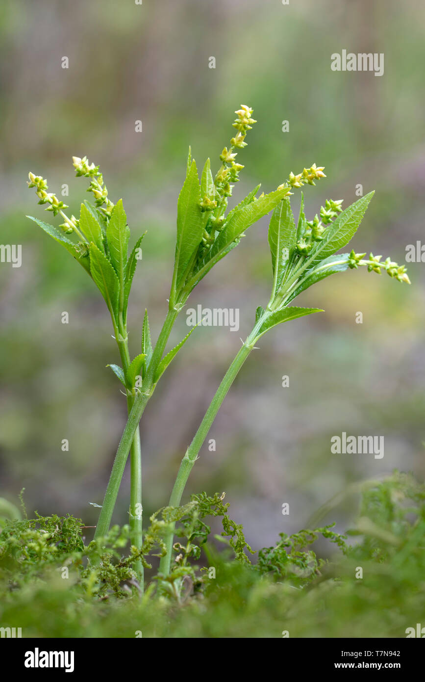 Mercurialis perennis chiens (mercure), tiges à fleurs. Le Tyrol, Autriche Banque D'Images