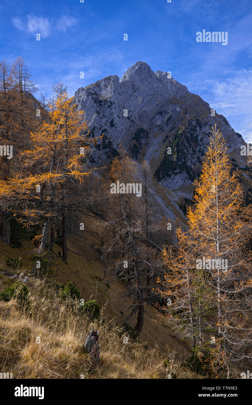 Paysage de montagne à l'Vomper Joch en automne : Mélèzes européens avec le Fiechterspitz la montagne en arrière-plan. Achensee, Tyrol, Autriche Banque D'Images