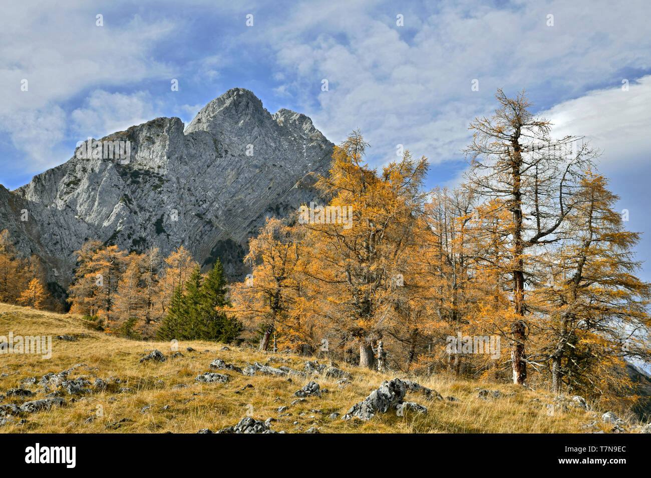 Paysage de montagne à l'Vomper Joch en automne : Mélèzes européens avec le Fiechterspitz la montagne en arrière-plan. Banque D'Images