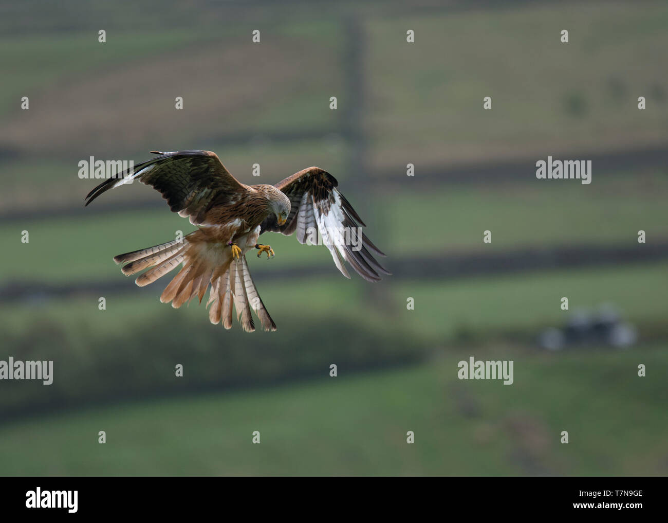 Le Milan royal Milvus milvus,, en vol, sur les terres agricoles, Haworth, West Yorkshire Banque D'Images