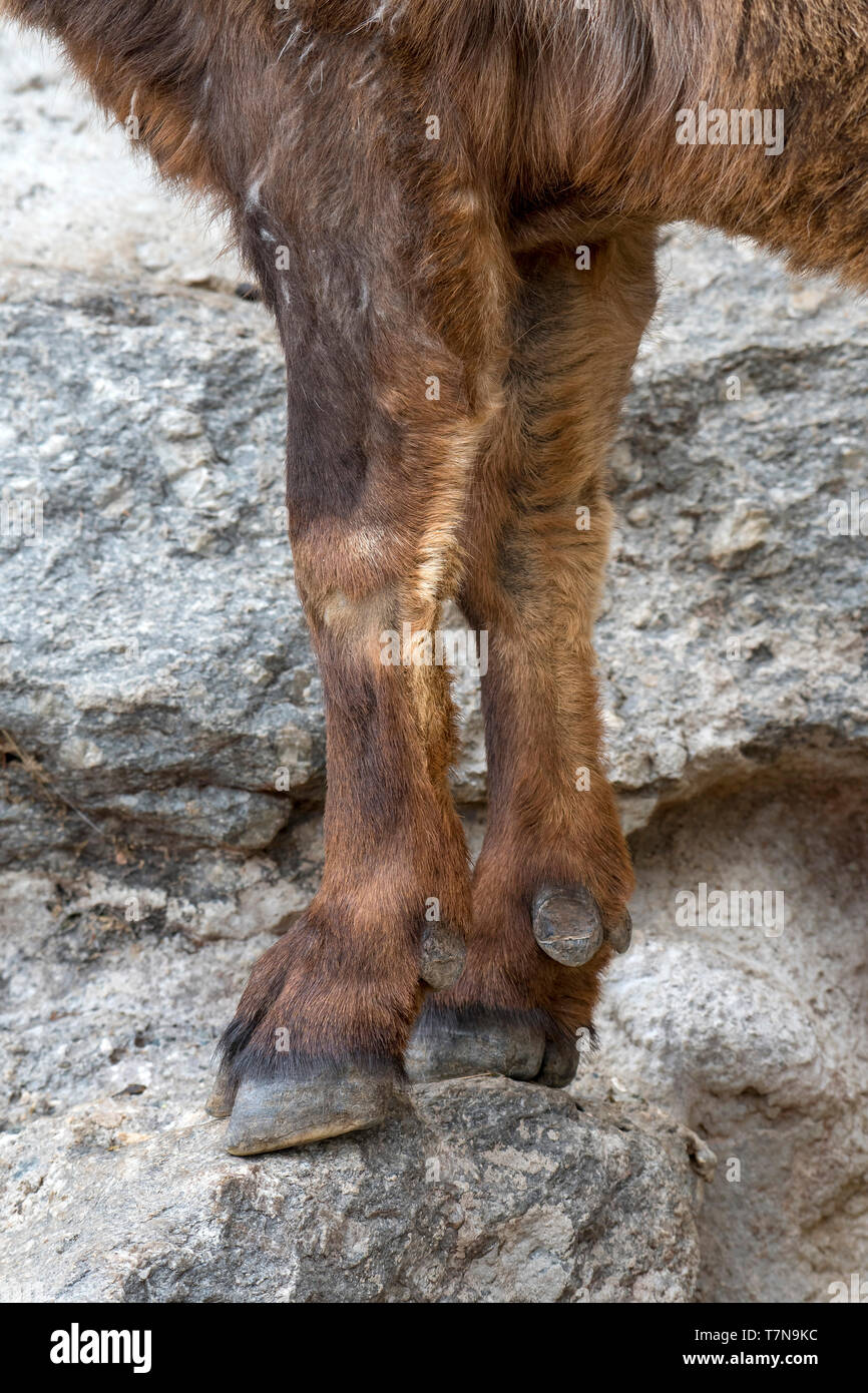 Bouquetin des Alpes (Capra ibex)- Close-up des pattes avant et de sabots. L'Autriche Banque D'Images