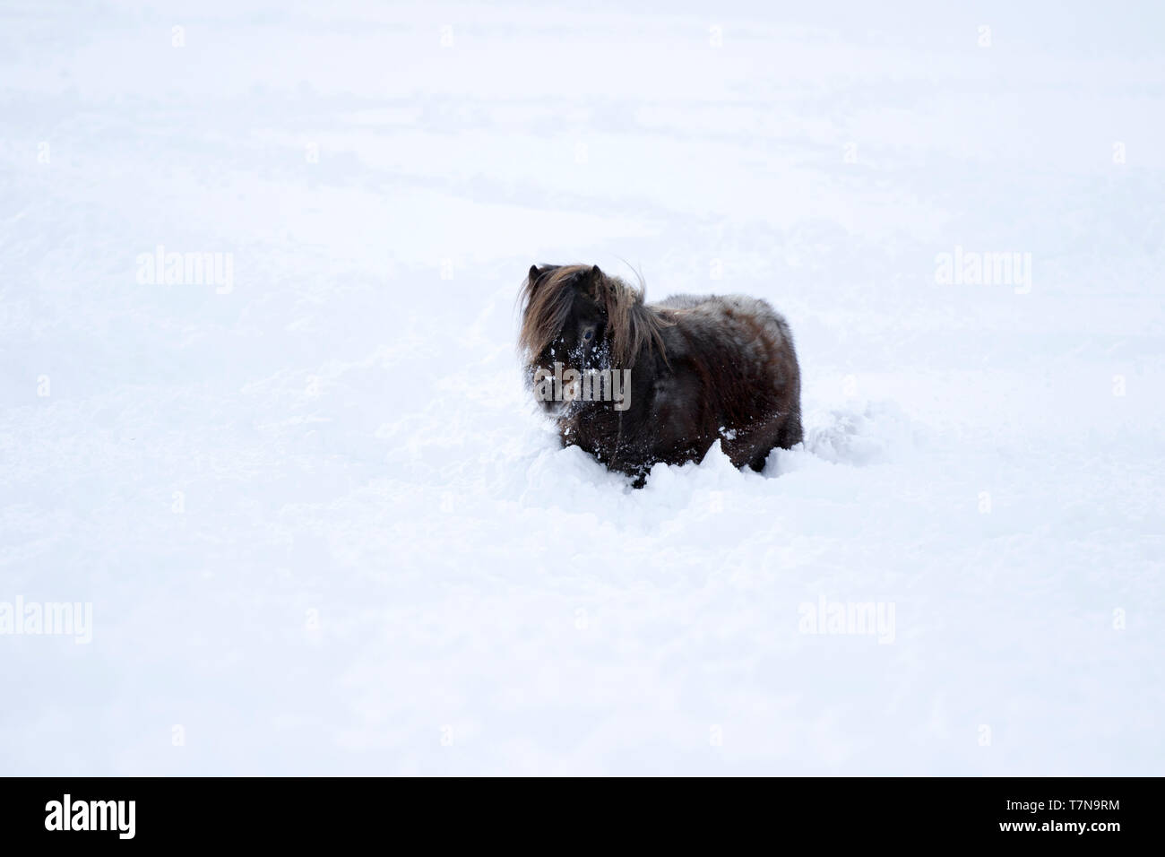 Cheval miniature presque invisibles en raison de la hauteur de neige. L'Autriche Banque D'Images