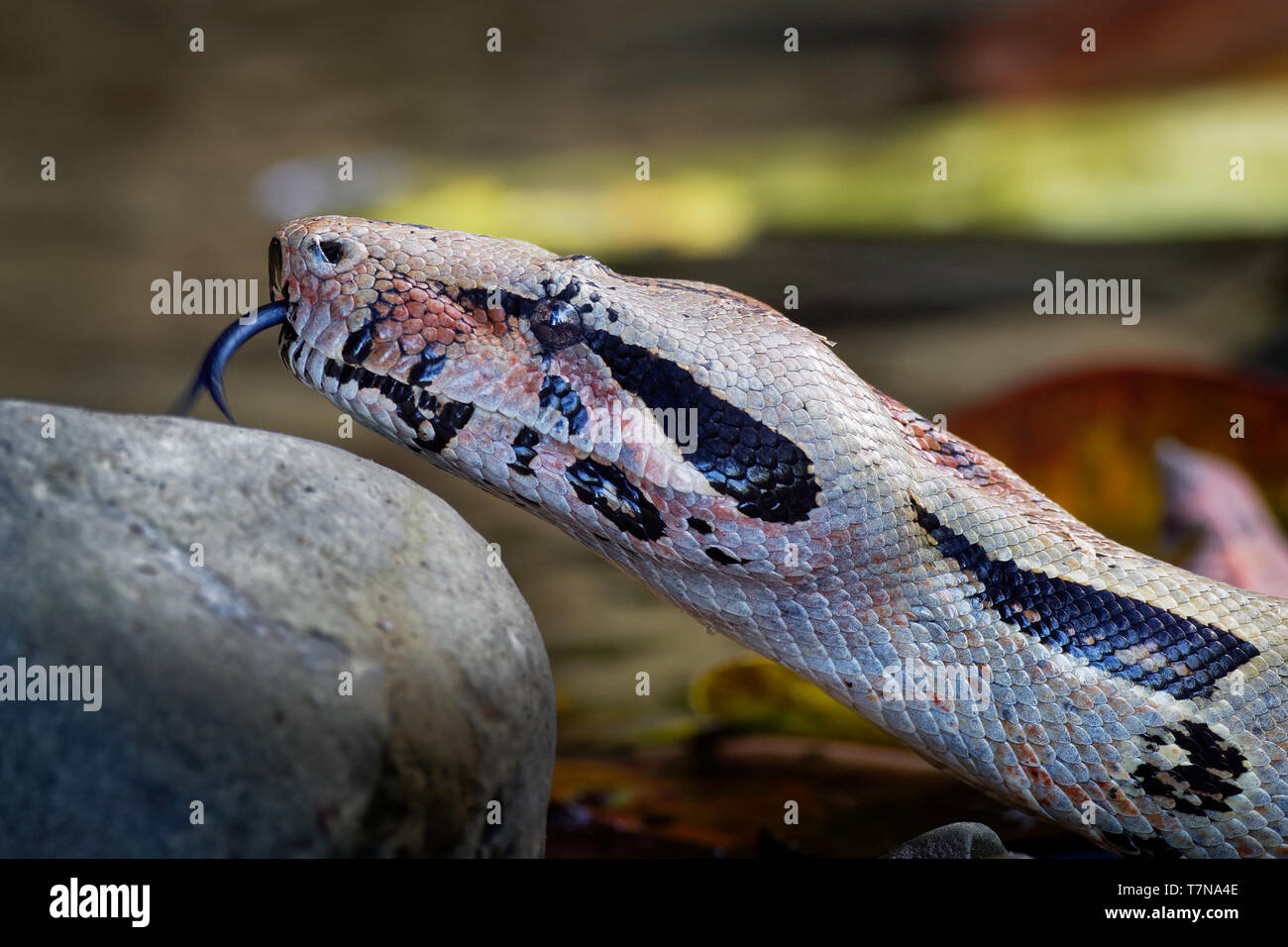 Boa Constrictor - appelé le boa à queue rouge ou le boa commun, est une espèce de grand, non venimeux, le corps trapu serpent qui est fréquemment tenu et br Banque D'Images