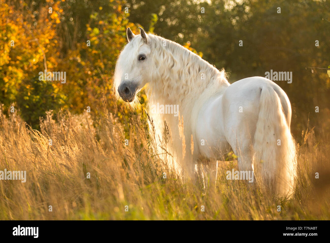 Cheval Espagnol pur, andalou. L'étalon gris debout sur un pâturage à l'automne. Pays-bas Banque D'Images