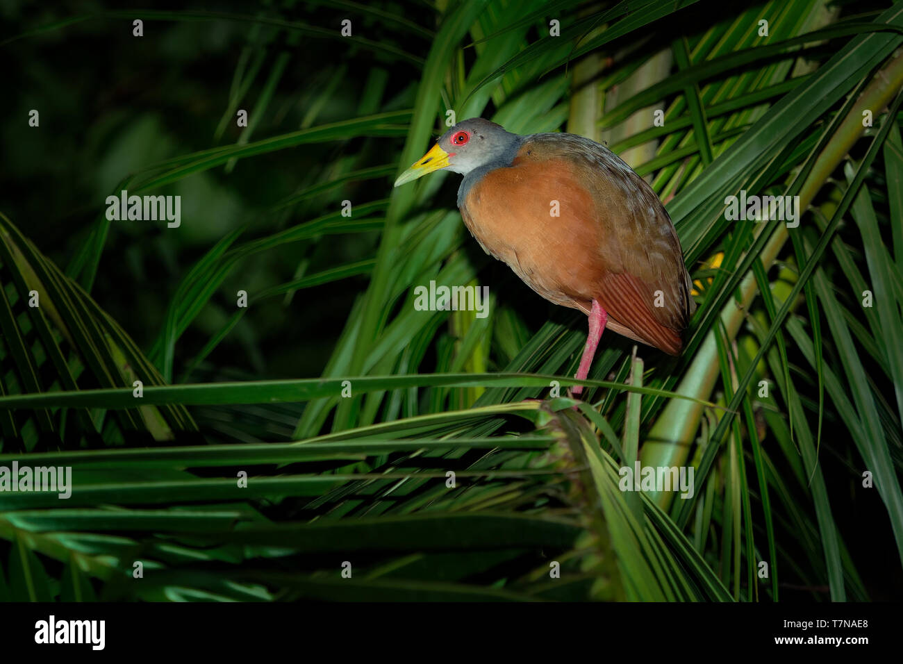 L'aramide cajaneus - Gris-necked Wood-rail oiseau de la famille des Rallidae, les rails. Il vit principalement dans les forêts, les mangroves, marécages et du Centre Banque D'Images