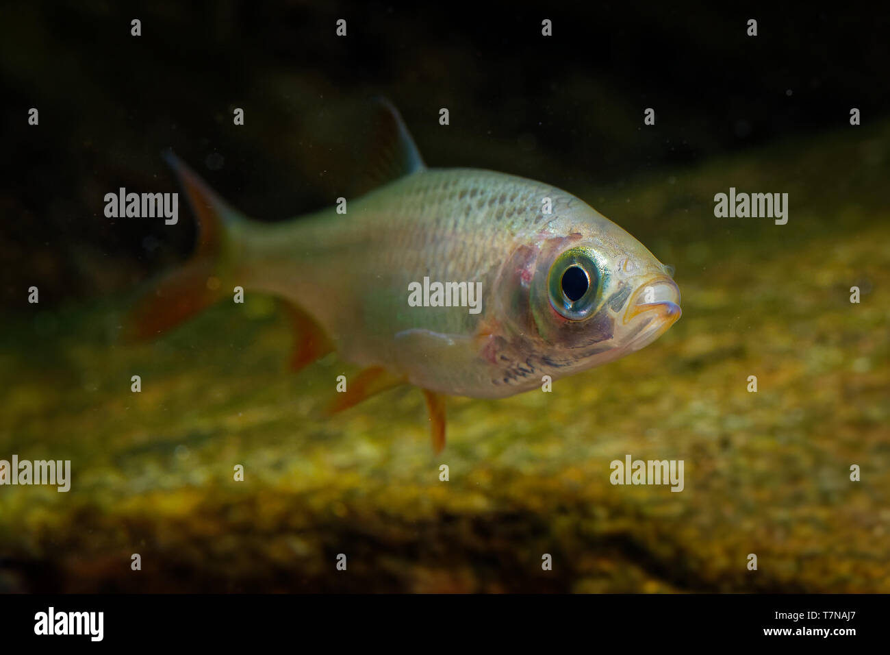 L'ide mélanote Leuciscus idus - poissons d'eau douce de la famille des cyprinidés trouvés dans les grandes rivières, les étangs et les lacs du nord de l'Europe et l'Asie. Banque D'Images