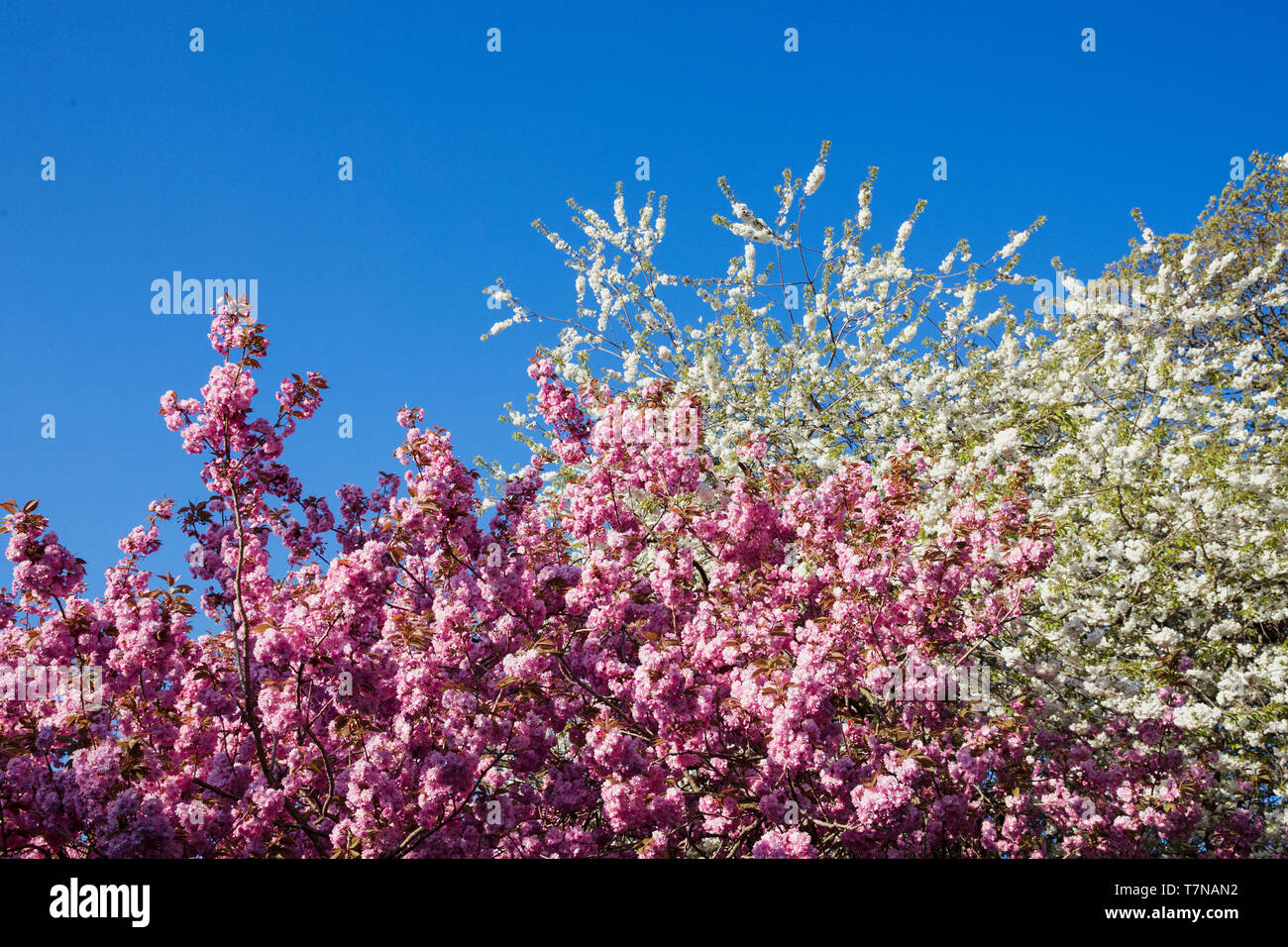 Low angle view of a pink blossom tree. Banque D'Images