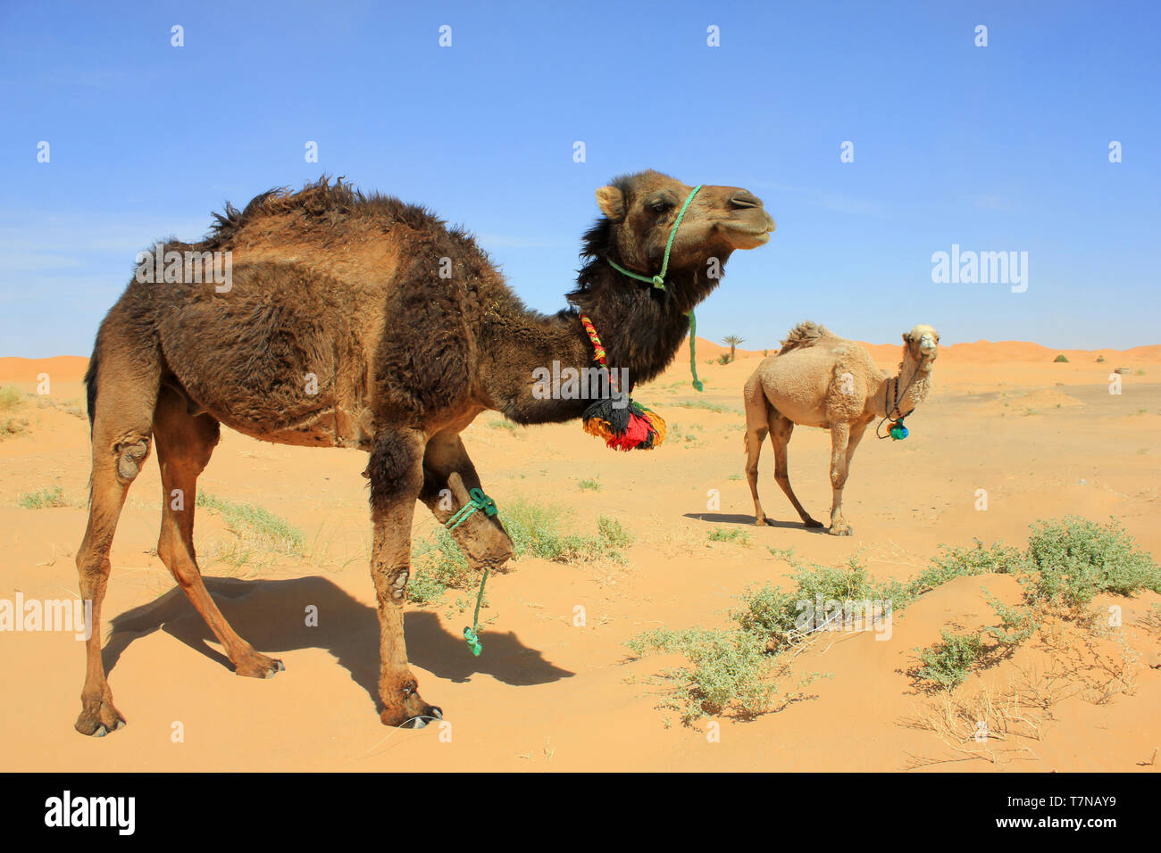 Des chameaux dans le Sahara, Merzouga, Maroc Banque D'Images