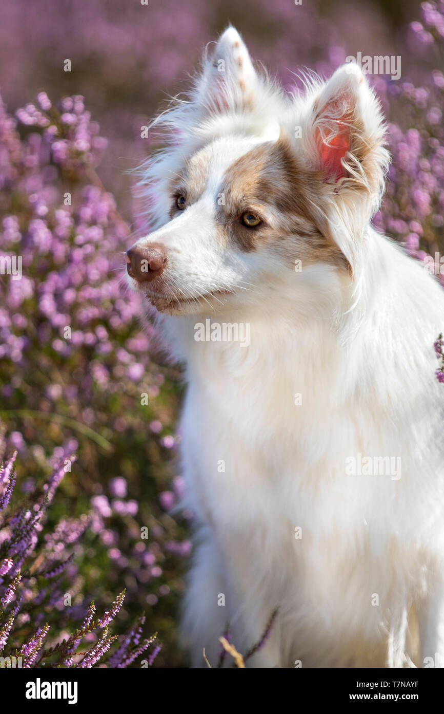 double merle border collie