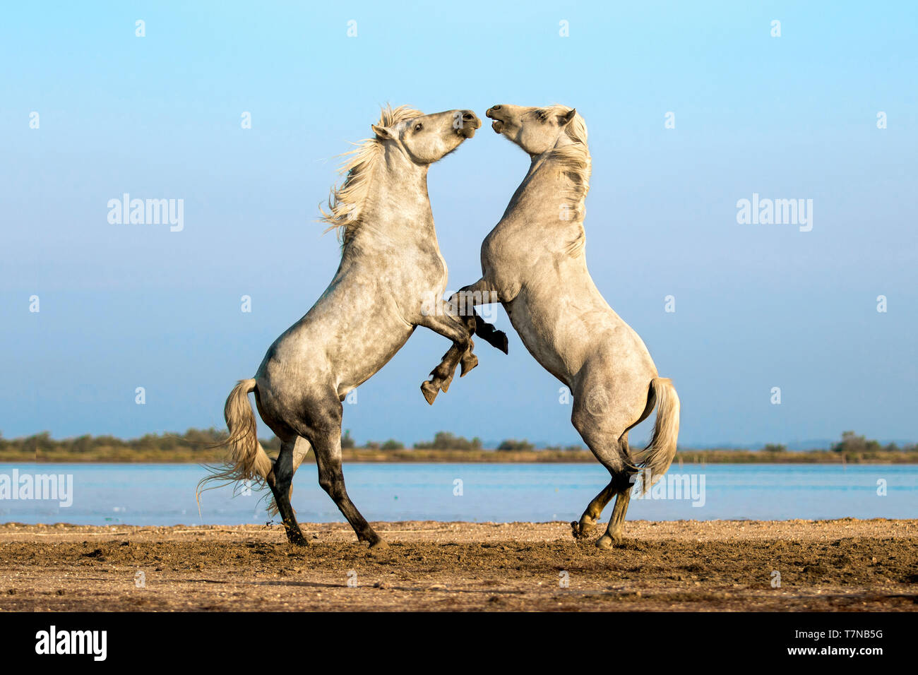 Cheval de Camargue. Deux étalons combats sur une plage. Camargue, France Banque D'Images