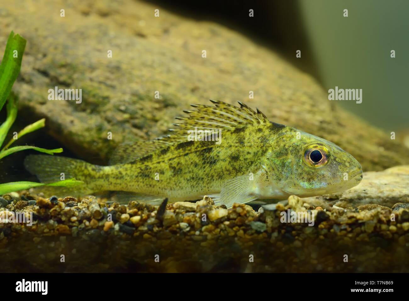 Grémille (Gymnocephalus cernuus) dans l'eau douce. Peu d'cirnivorous fieh capturé fermé sous l'eau. Banque D'Images