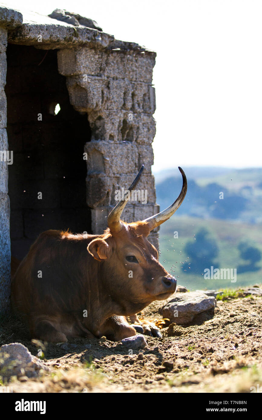 Barossa vache couchée vers le bas dans l'ombre d'un hangar. Portugal Banque D'Images